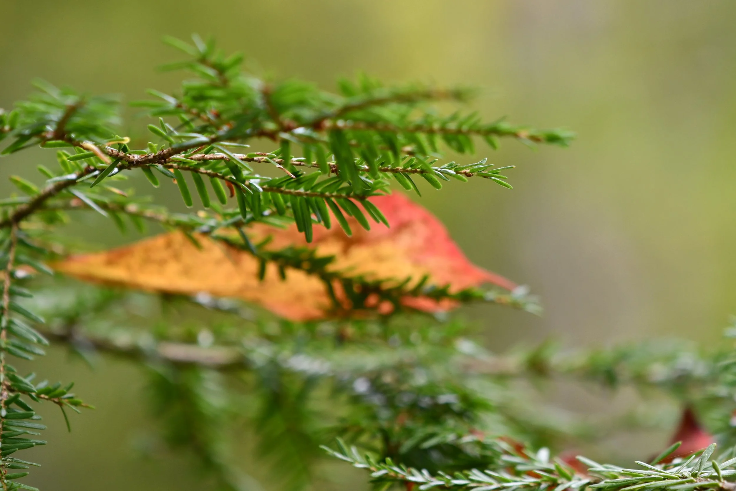 Hemlocks Saving Hemlocks — From the Ground Up